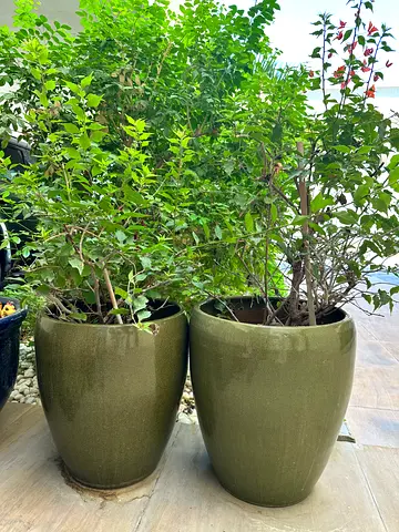 Bougainvillea x 2 with gorgeous green pots