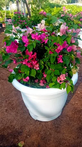 Boganvillia mix clour