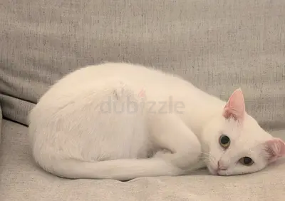 Cat for Adoption – Free to a Loving Home 🐱❤️