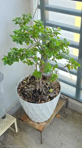 Outdoor potted Bougainvillea Glabra-
Plant ready to rehome