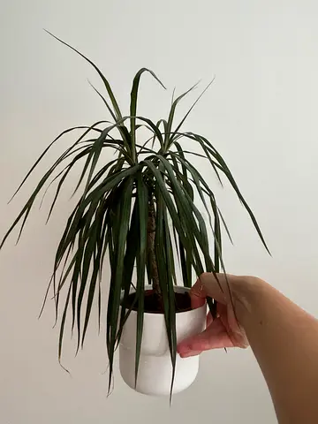 Plant