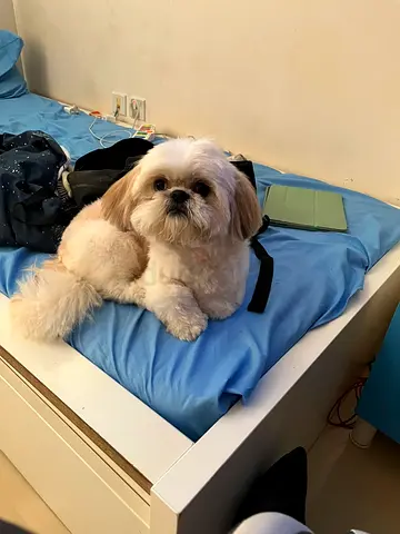 Friendly Shih Tzu looking for a new home - small, calm, house-trained