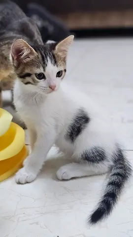 Lovely Kittens for Free Adoption