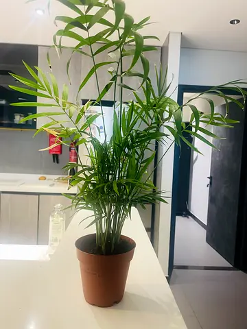 Potted Indoor Parlor Palm - Healthy Decorative Houseplant