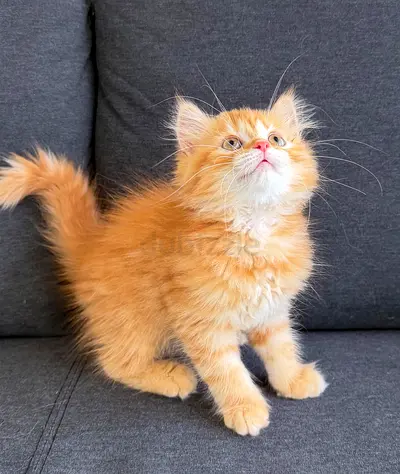 Beautiful Persian Kittens