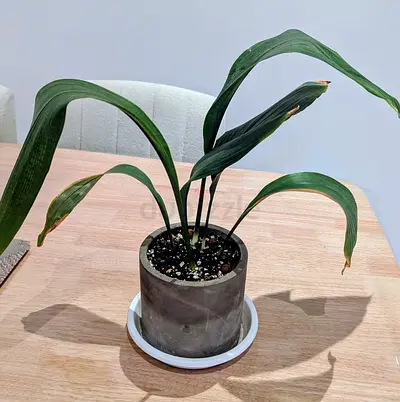 Rare plants ( cast iron plant)
