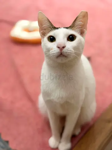 Bella 10 months  old female vaccinated , neutered and dewormed
