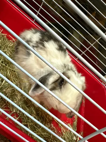 Friendly lop-eared rabbit — ready for adoption, healthy and tame