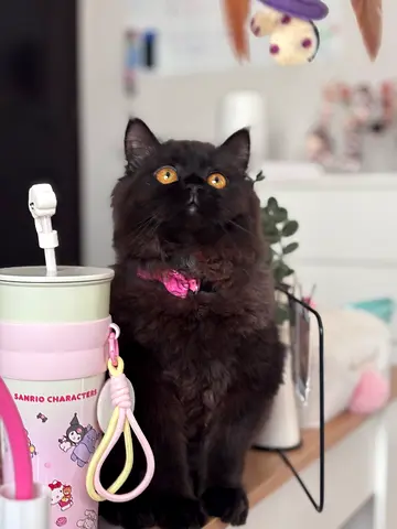 Cat for free adoption