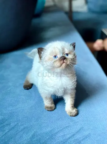 Adorable Ragdoll Seal point