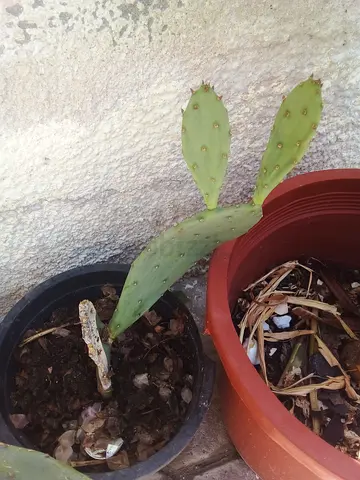 Cactus plan - small