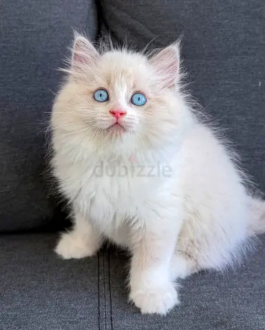 Adorable Pure Ragdoll Kitten