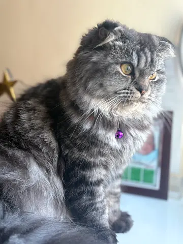 Fluffy Scottish Fold female for free adaptation