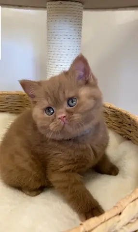 Friendly chocolate British Shorthair kitten - 8 weeks, vaccinated