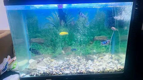 Full set - Fish tank / Fish / Motor / Light / oxygen tube / Filtration system / table optional