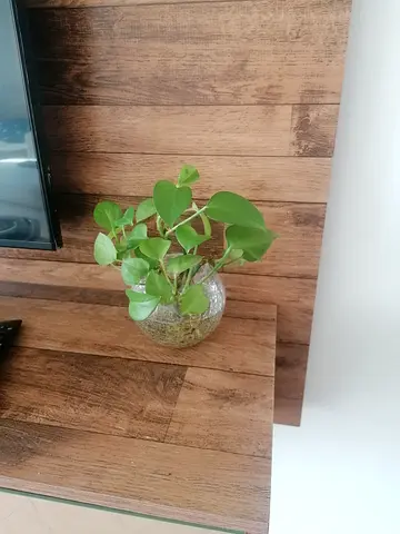 Fresh indoor plants