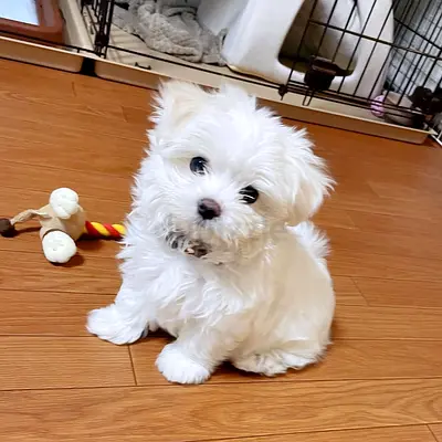 Adorable Maltese Puppy Healthy and Vaccinated.