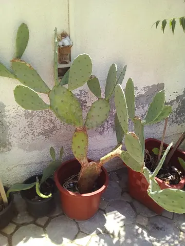 Cactus plan - big