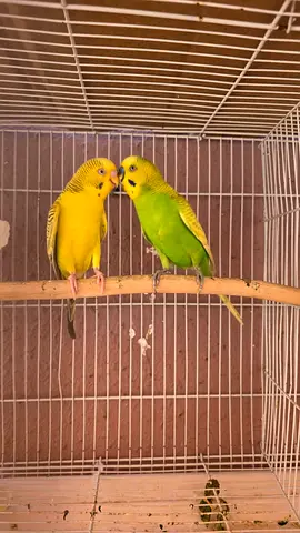 Nice budgies