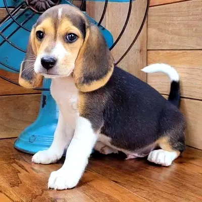 Beagle puppies