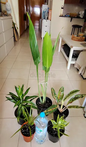 Take all 5 easy to take care  indoor plants Final price , last price , best price 80 dhs only