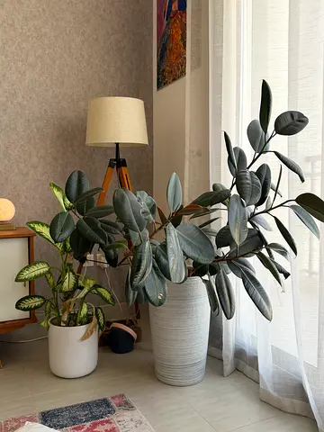 Assorted indoor potted plants (rubber plant)  Dieffenbachia