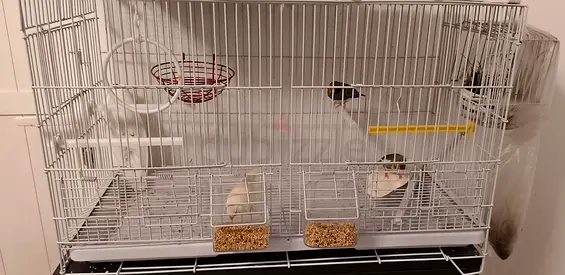 Large double-deck finch/budgie bird cage with feeders and perches
