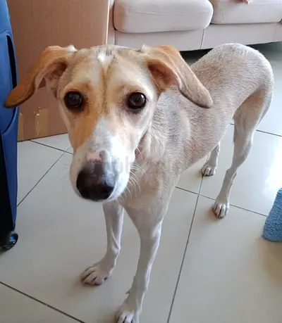 Mia is looking for a new home 🐾