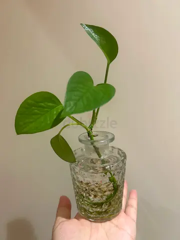Pothos (Epipremnum) cutting in decorative glass vase - ready for propagation