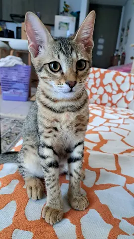 🐾 Meet rescue kitten Baby Adam – Looking for His Forever Home ❤️