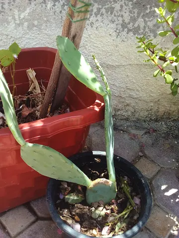 Cactus plan - small