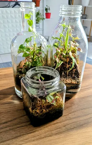 Bottle set terrarium ( live plants)