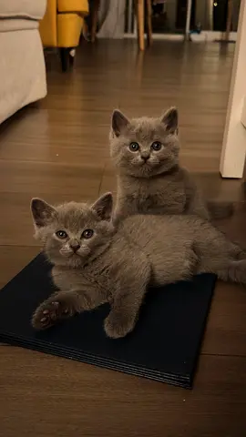 2 month old British Shorthair Kittens