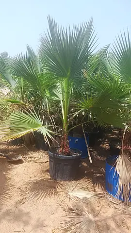 Potted Mediterranean Fan Palm (Livistona) - Mature, Ready to Plant