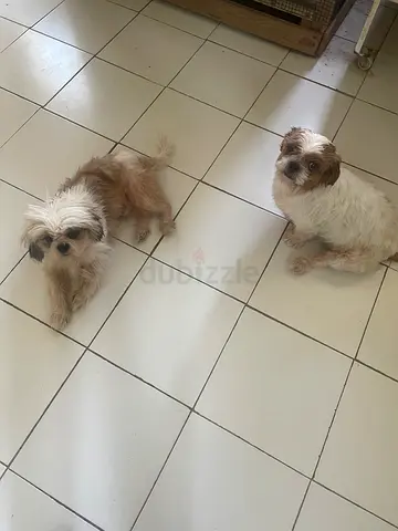 Shizhu male and female