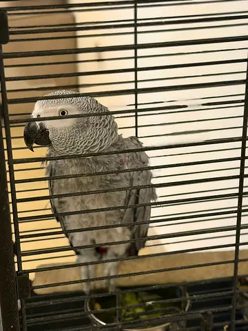 Parrot