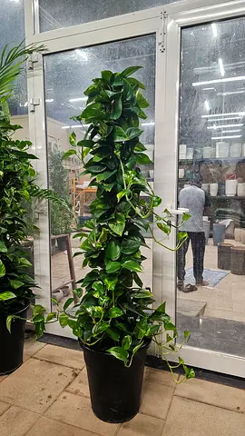 Money plants 1.5m Hight