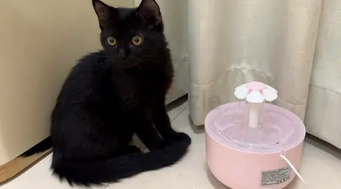 Kitten for adoption