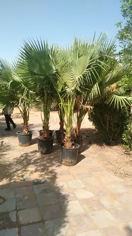 Potted Windmill Palm Trees (Trachycarpus) - Set of 4