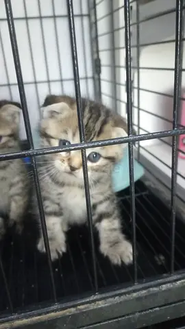 Kitten