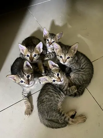 🐾 FREE ADOPTION – Loving Mom Cat  5 Adorable Kittens 🐾