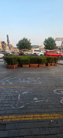 20 pieces of plastic  buckets with original plants