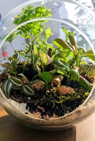 Round Orb terrarium ( life plants)