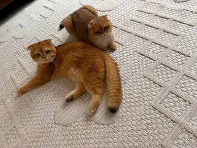 Two friendly British Shorthair/Scottish Fold mix cats - bonded pair
