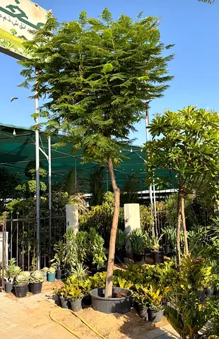 Potted Shade Tree in Large Container — Ready for Planting