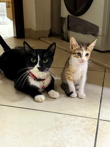 Mother and kittens for Adoption