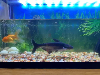 Cat Fish