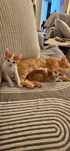 Two friendly domestic kittens, 2 months old