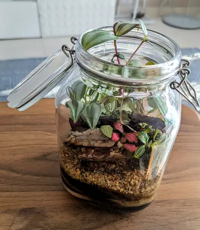 Cookie jar terrarium (live plants)