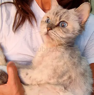 Blues eyes Male Cat British Shorthair breed - 8 months, neutered for adoption.